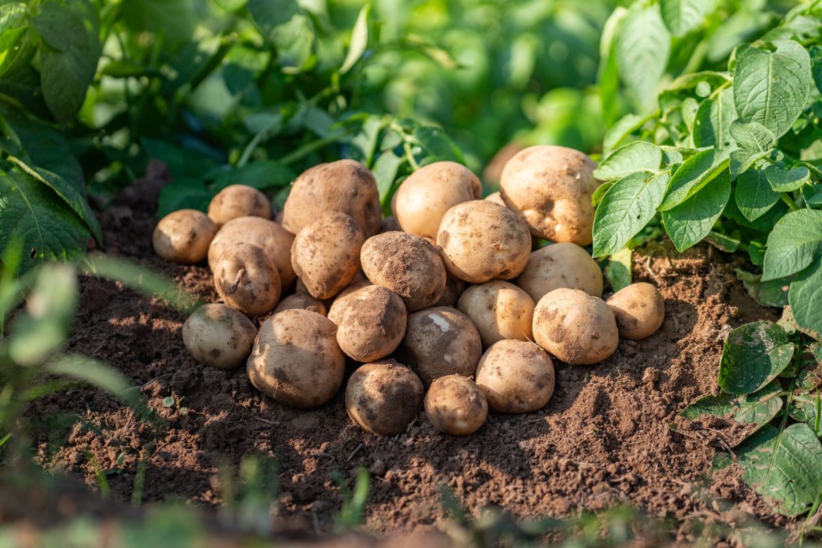 Farming & Agronomy