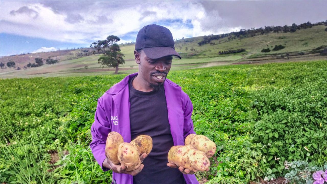Seed Potatoes