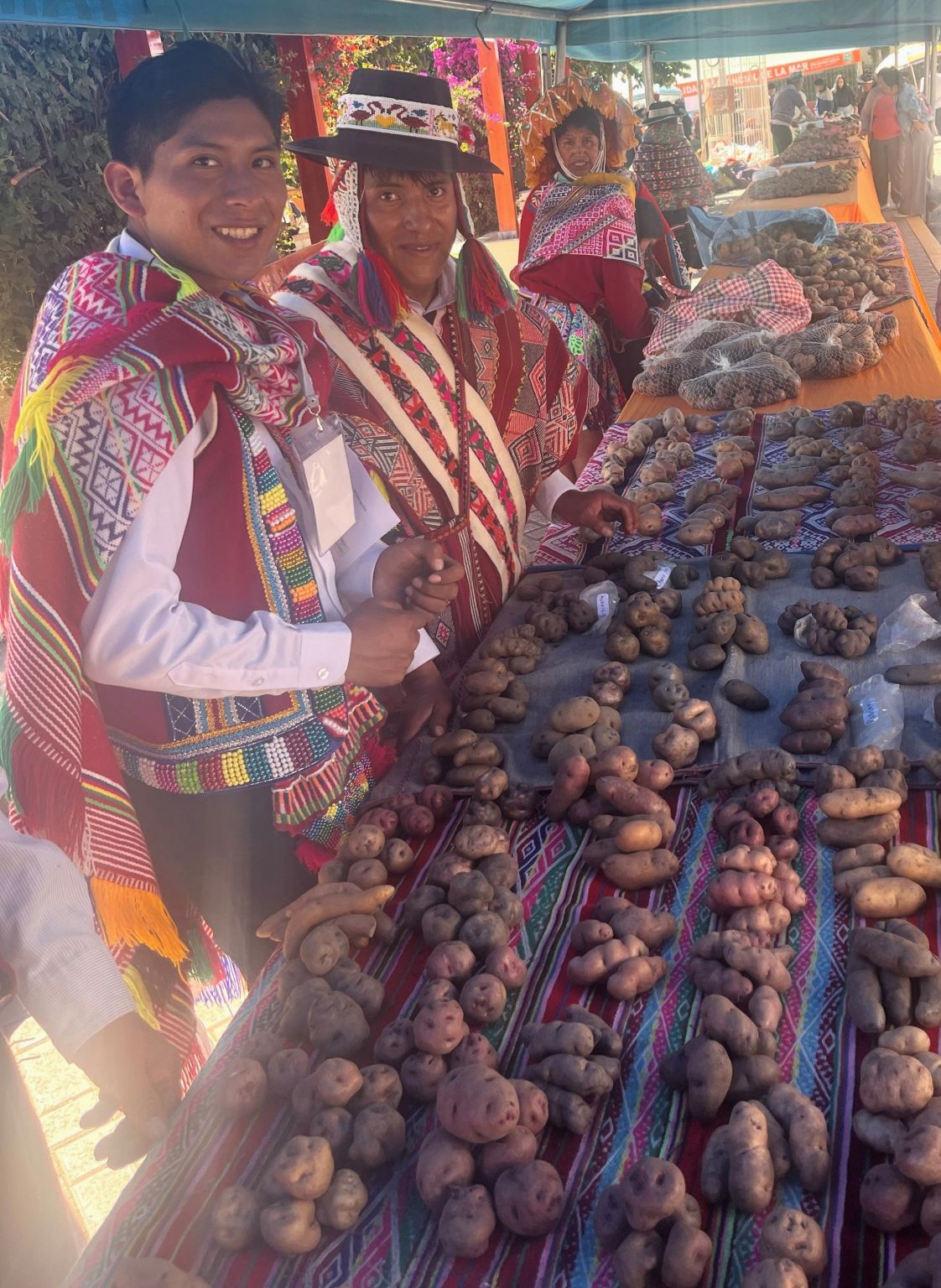Young custodian farmers with a wide display of native potato varieties in La Mar