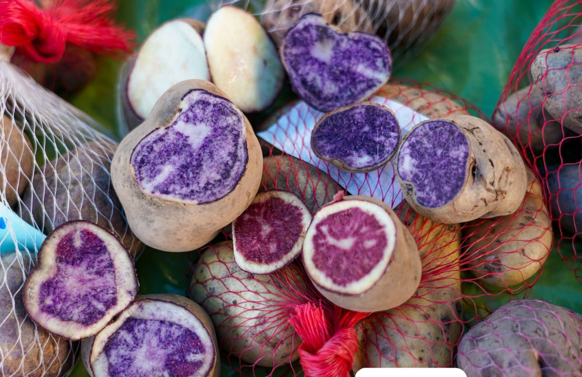 Cross-sections of native Andean potato varieties showing their natural color diversity