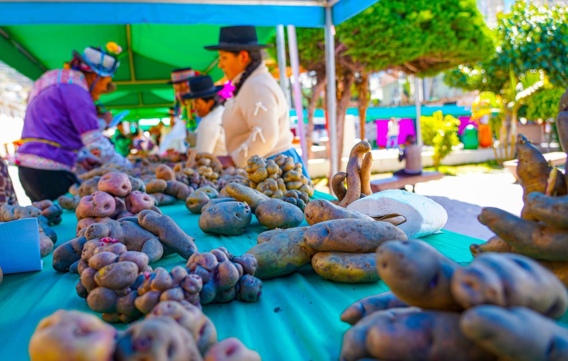 Native potato varieties on display at the AGUAPAN assembly market stall in La Mar, Ayacucho